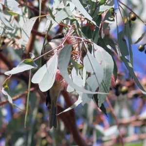 Melithreptus lunatus (White-naped Honeyeater) at Chiltern, VIC by KylieWaldon