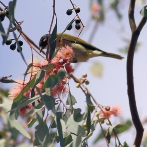 Melithreptus lunatus at Chiltern, VIC - 2 May 2022