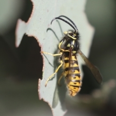 Vespula germanica (European wasp) at Molonglo Valley, ACT - 2 May 2022 by AlisonMilton