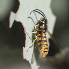 Vespula germanica (European Wasp, German Yellowjacket Wasp) at Molonglo Valley, ACT - 2 May 2022 by AlisonMilton