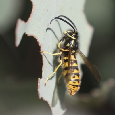 Vespula germanica (European Wasp, German Yellowjacket Wasp) at Molonglo Valley, ACT - 2 May 2022 by AlisonMilton