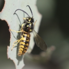 Vespula germanica at Molonglo Valley, ACT - 2 May 2022 10:59 AM