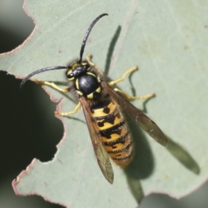 Vespula germanica at Molonglo Valley, ACT - 2 May 2022 10:59 AM