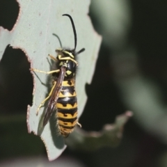 Vespula germanica at Molonglo Valley, ACT - 2 May 2022 10:59 AM