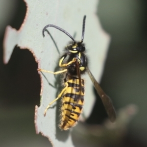 Vespula germanica at Molonglo Valley, ACT - 2 May 2022 10:59 AM