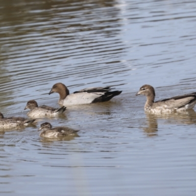 Chenonetta jubata (Australian Wood Duck) at Whitlam, ACT - 2 May 2022 by AlisonMilton