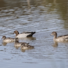 Chenonetta jubata at Whitlam, ACT - 2 May 2022