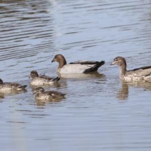 Chenonetta jubata at Whitlam, ACT - 2 May 2022