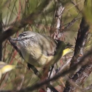 Acanthiza chrysorrhoa at Molonglo Valley, ACT - 2 May 2022