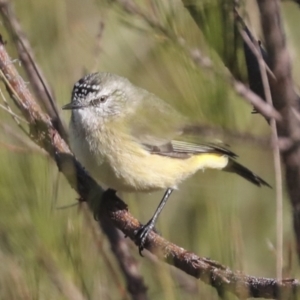 Acanthiza chrysorrhoa at Molonglo Valley, ACT - 2 May 2022