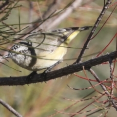 Acanthiza chrysorrhoa at Molonglo Valley, ACT - 2 May 2022