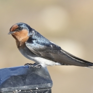 Hirundo neoxena at Molonglo Valley, ACT - 2 May 2022 10:21 AM