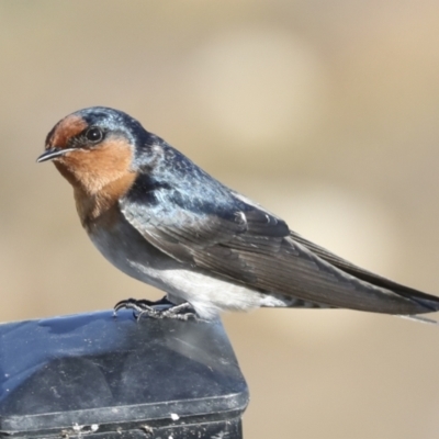 Hirundo neoxena (Welcome Swallow) at Molonglo Valley, ACT - 2 May 2022 by AlisonMilton