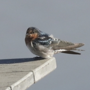 Hirundo neoxena at Molonglo Valley, ACT - 2 May 2022 10:21 AM