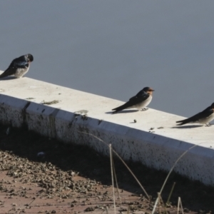 Hirundo neoxena at Molonglo Valley, ACT - 2 May 2022 10:21 AM