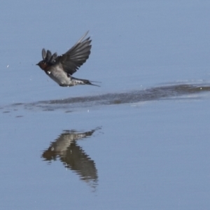 Hirundo neoxena at Molonglo Valley, ACT - 2 May 2022 10:21 AM