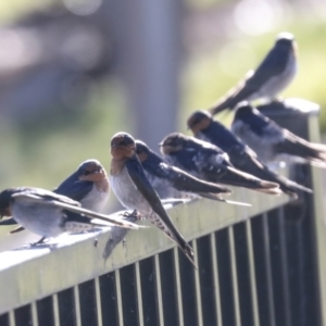 Hirundo neoxena at Molonglo Valley, ACT - 2 May 2022 10:21 AM