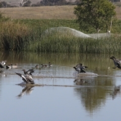 Chenonetta jubata (Australian Wood Duck) at Molonglo Valley, ACT - 2 May 2022 by AlisonMilton