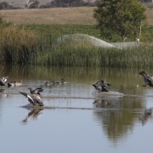 Chenonetta jubata at Molonglo Valley, ACT - 2 May 2022