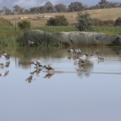 Chenonetta jubata at Molonglo Valley, ACT - 2 May 2022