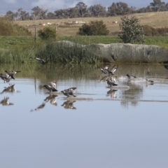 Chenonetta jubata at Molonglo Valley, ACT - 2 May 2022