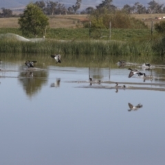 Chenonetta jubata at Molonglo Valley, ACT - 2 May 2022