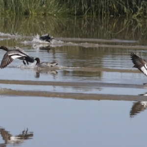 Chenonetta jubata at Molonglo Valley, ACT - 2 May 2022