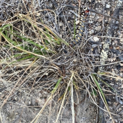 Eutrichopidia latinus (Yellow-banded Day-moth) at Ginninderry Conservation Corridor - 26 Apr 2022 by Rosie