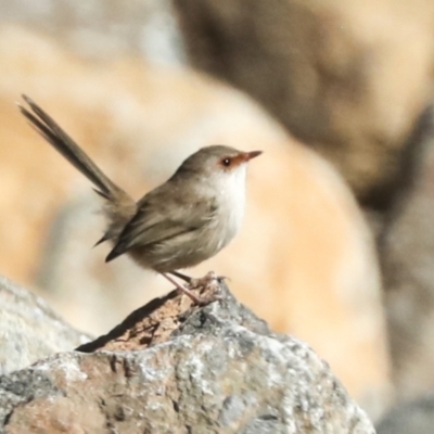 Malurus cyaneus (Superb Fairywren) at Molonglo Valley, ACT - 2 May 2022 by AlisonMilton