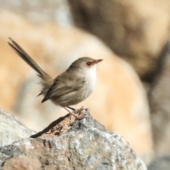 Malurus cyaneus (Superb Fairywren) at Molonglo Valley, ACT - 2 May 2022 by AlisonMilton