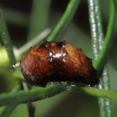 Unidentified Beetle (Coleoptera) (TBC) at Acton, ACT - 28 Apr 2022 by TimL