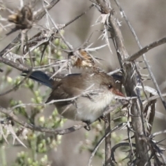 Malurus cyaneus (Superb Fairywren) at Molonglo Valley, ACT - 2 May 2022 by AlisonMilton