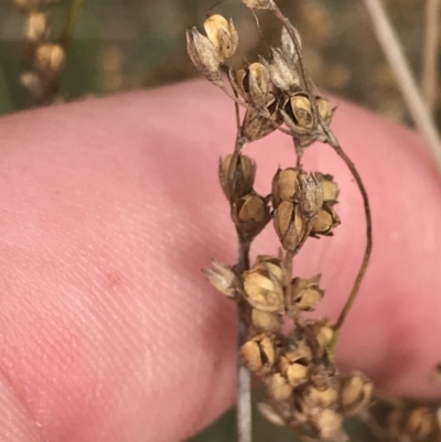 Juncus subsecundus (Finger Rush) at Mount Ainslie - 18 Apr 2022 by Tapirlord