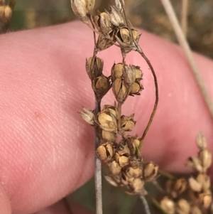 Juncus subsecundus at Hackett, ACT - 18 Apr 2022