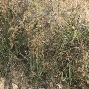 Juncus subsecundus at Hackett, ACT - 18 Apr 2022