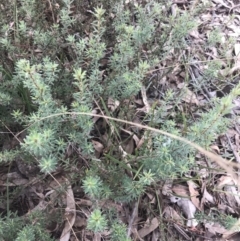 Pultenaea subspicata (Low Bush-pea) at Hackett, ACT - 18 Apr 2022 by Tapirlord