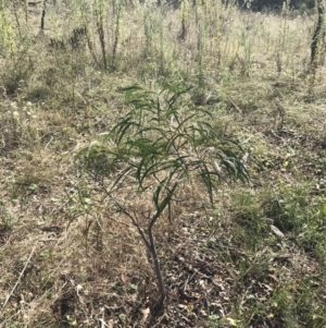 Acacia implexa at Hackett, ACT - 18 Apr 2022