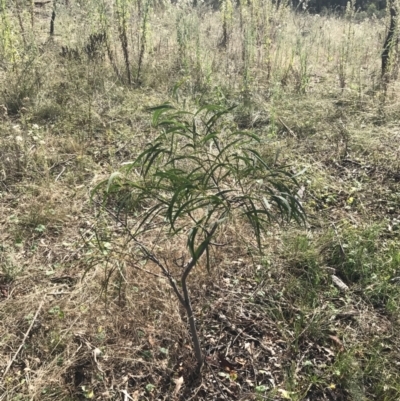 Acacia implexa (Hickory Wattle, Lightwood) at Hackett, ACT - 18 Apr 2022 by Tapirlord