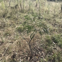 Acacia implexa at Hackett, ACT - 18 Apr 2022