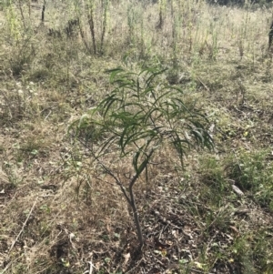 Acacia implexa at Hackett, ACT - 18 Apr 2022