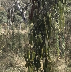 Amyema miquelii (Box Mistletoe) at Hackett, ACT - 18 Apr 2022 by Tapirlord