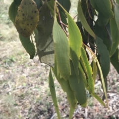 Amyema miquelii at Hackett, ACT - 18 Apr 2022 01:01 PM