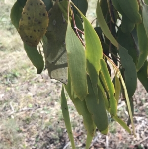 Amyema miquelii at Hackett, ACT - 18 Apr 2022 01:01 PM