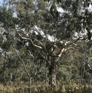 Eucalyptus melliodora at Hackett, ACT - 18 Apr 2022
