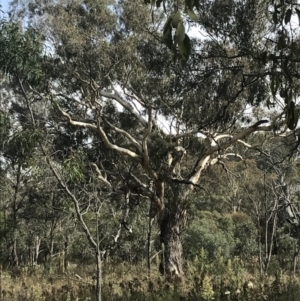 Eucalyptus melliodora at Mount Ainslie - 18 Apr 2022 01:01 PM