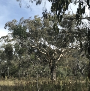 Eucalyptus melliodora at Hackett, ACT - 18 Apr 2022