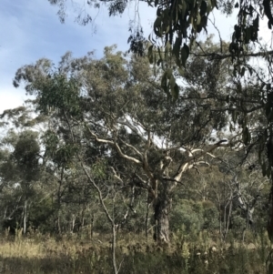 Eucalyptus melliodora at Mount Ainslie - 18 Apr 2022 01:01 PM