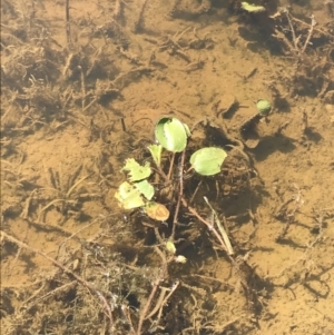 Potamogeton sp. at Hackett, ACT - 18 Apr 2022