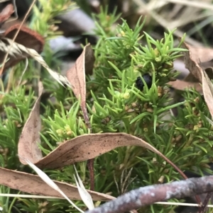 Scleranthus biflorus at Hackett, ACT - 18 Apr 2022