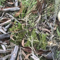 Scleranthus biflorus at Hackett, ACT - 18 Apr 2022